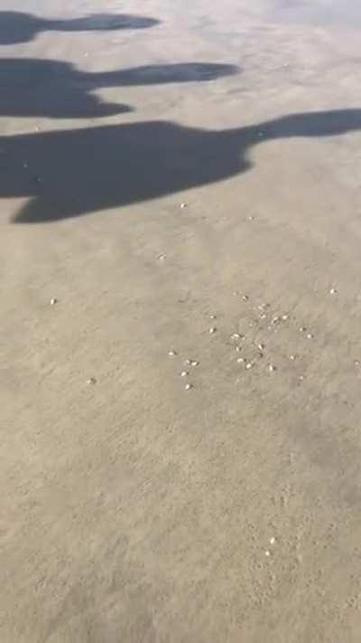 🔥 Massive amounts of shells pop out of sand in Florida.