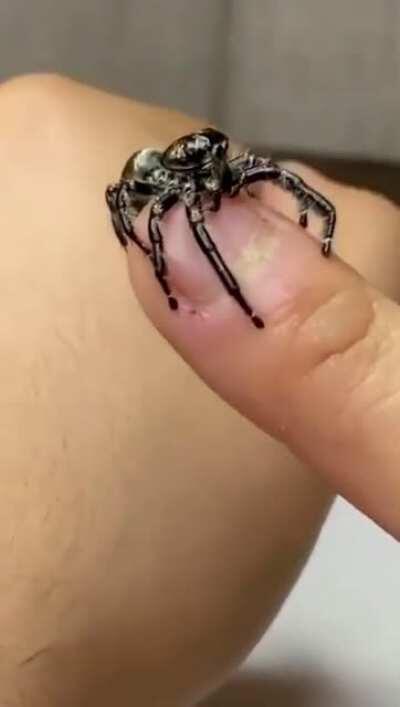 Thanks, I hate spiders