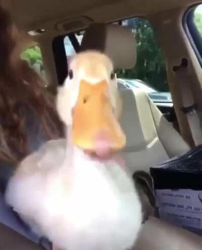 For Anyone Who Needs A Smile Today