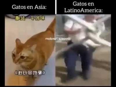 Diferentes Culturas 🤣
