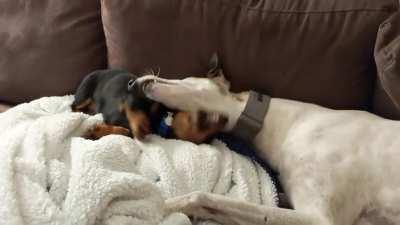 I rescued a retired racing greyhound at the same time that my SO got a dachshund puppy. They became instant bros! I could watch them play all day.