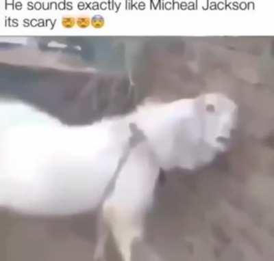 Top 10 cantantes superiores a chayanne