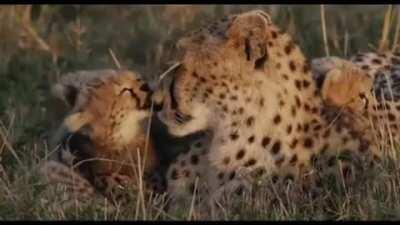 Cheetah cubs with their mother