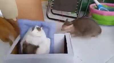 Cat checking out fake cat and then get spooked when it suddenly falls.