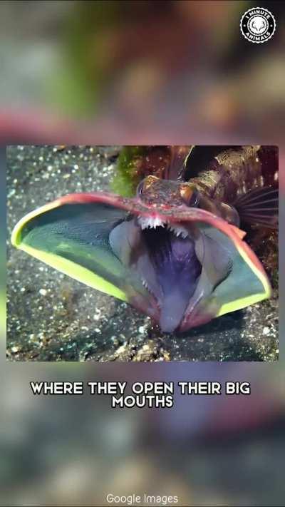 Sarcastic fish they said