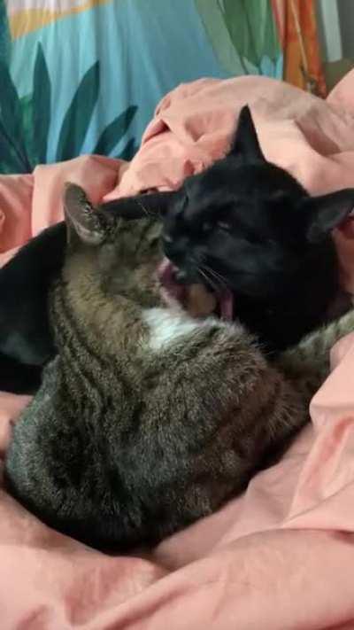 Wait for the moment when they’re in sync 🥺