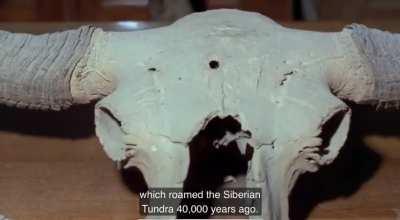 A bullet. Fired 40,000 years ago.