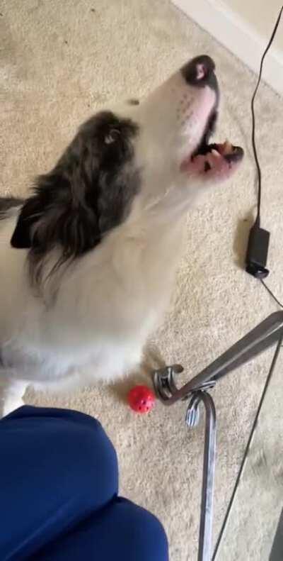 My Riley Roo likes to sing. Anyone else’s BC musically talented?