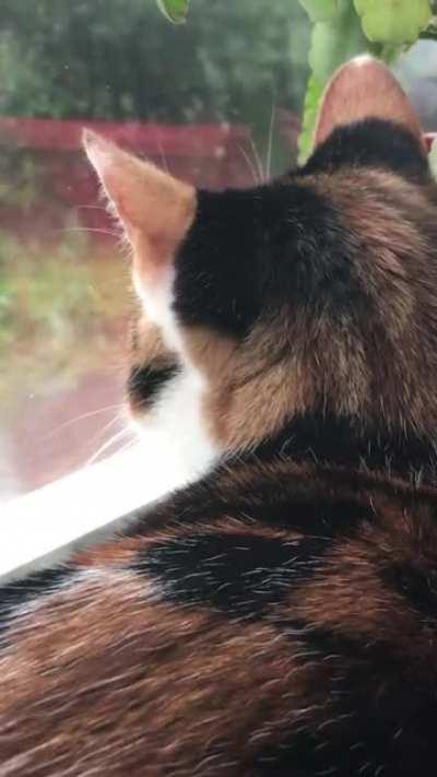 My cat Marley checking outside.