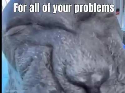 I have made another lovely seal video