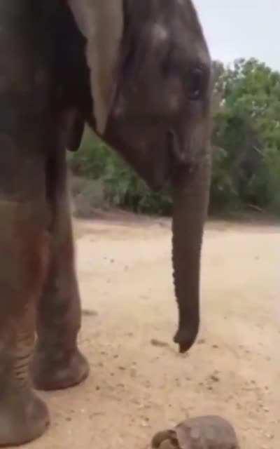 Elephant stops to nudge a tortoise out of the road