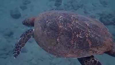 Last week my friend and I discovered an unidentified hawksbill turtle in Maui! This is the 96th hawksbill identified in Hawaii. Because of this we were allowed to name him. Meet Cousteau.