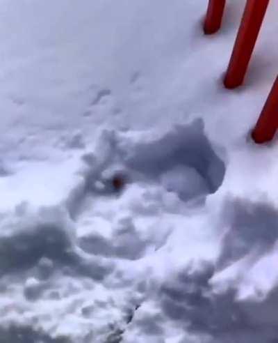 cat covered in snow