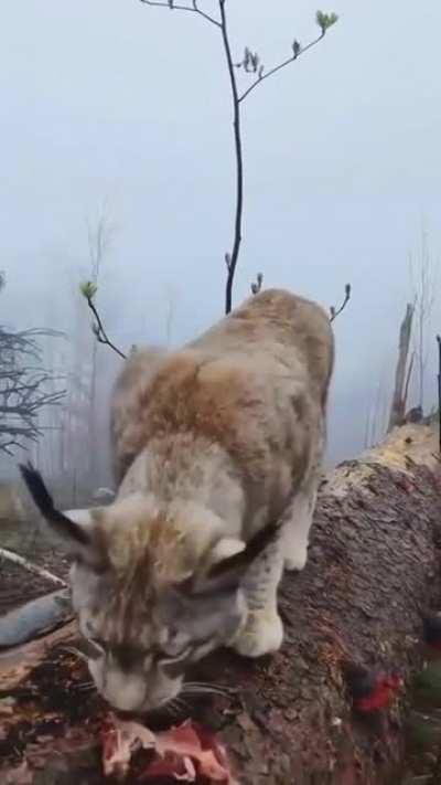 🔥 Iberian Lynx
