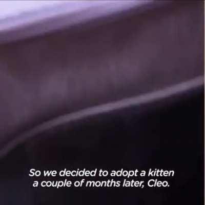 Service dog finds a friend in a kitten