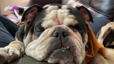 A most lady-like snooze. Sound on.