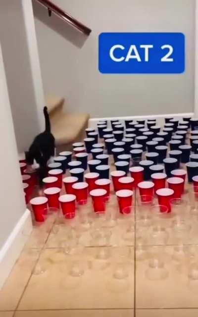 Orange cats are special 🐱