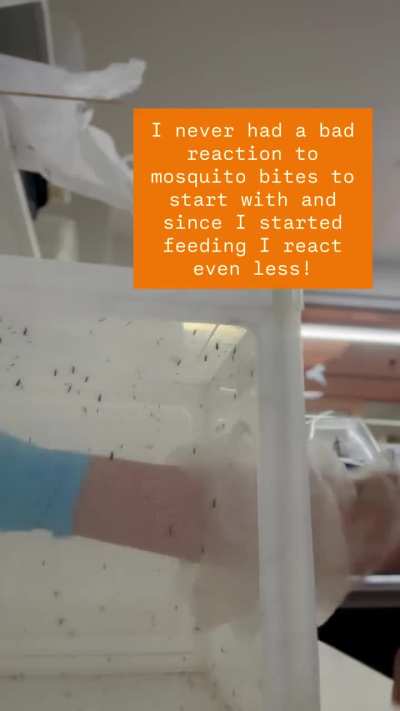 Maintaining mosquito colonies in mosquito labs