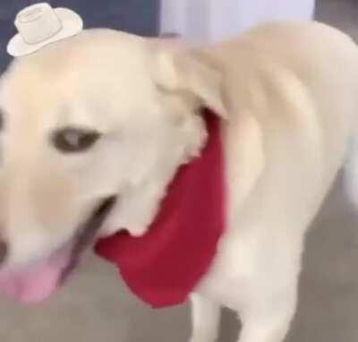 Look at him go! Dancing doggo