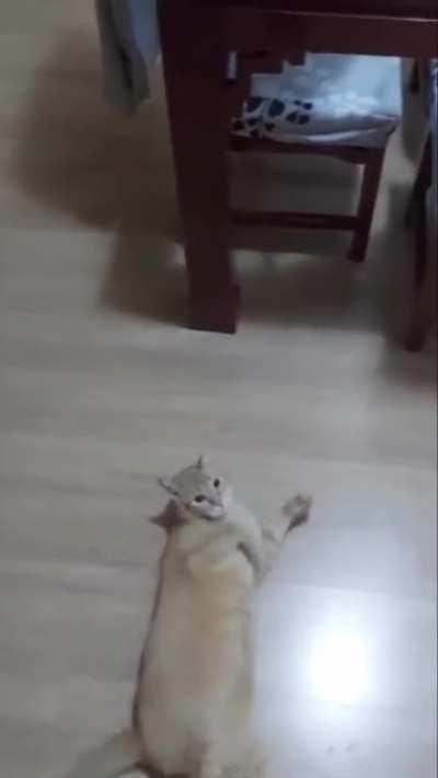 Gato que simula falta ao ser chamado de Neymar