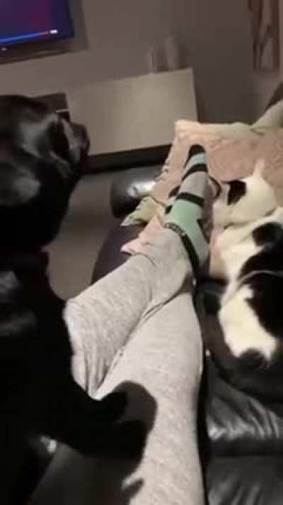 The cat’s face when the dog meow’d 😂