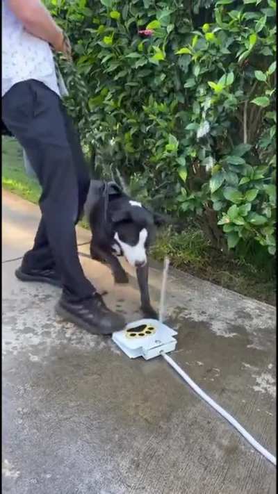 My dog ​​doesn't even like water😂😂