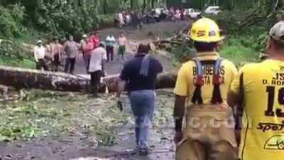 An Elder person cutting a big tree in the road