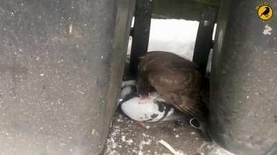 Pigeon getting eaten alive by a Sparrowhawk