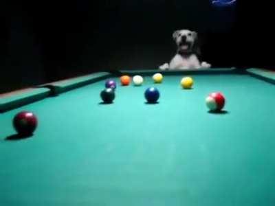 This is Halo the Pool playing Doggo