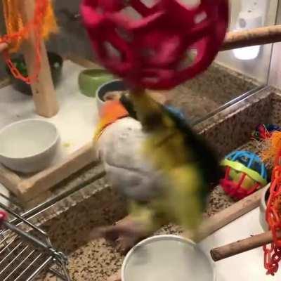 Acrobat Birb