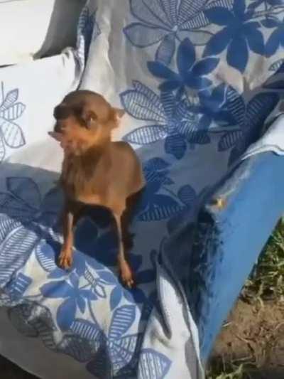 Волк в душЕ