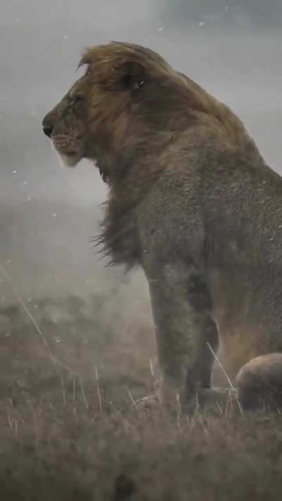 Lone male lion weathers a thunderstorm at Kruger