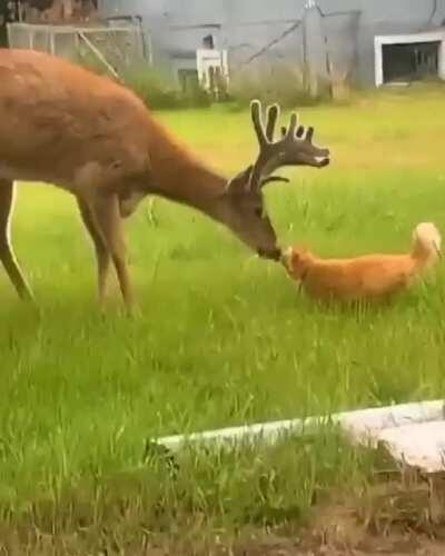 Олень и Котик