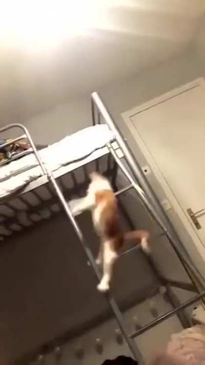 Runtime error! C:/Program Files/Cat/Balance.exe