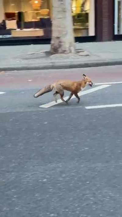 Just moved to London, are foxes a common thing tf?