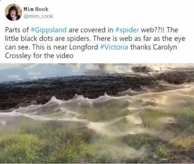 Spiders are taking over part of Australia (not surprised)