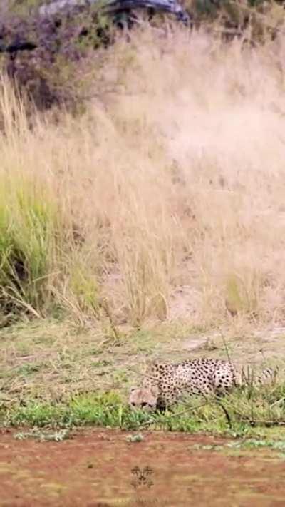 A Startled Big Kitty