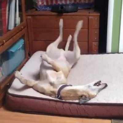 WhatsWrongWithYourDog