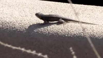 Lizards communicate by doing push-ups