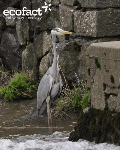 This heron nabbing a lamprey from an English river weir