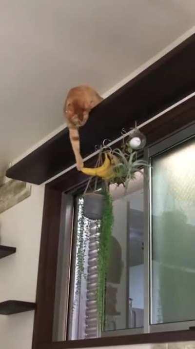 Cat wants a banana