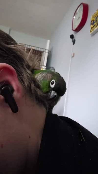 Echo snuggling in my hair