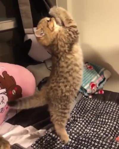 Why won't it fall???