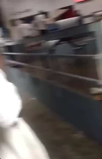 Stand-off in chain gang