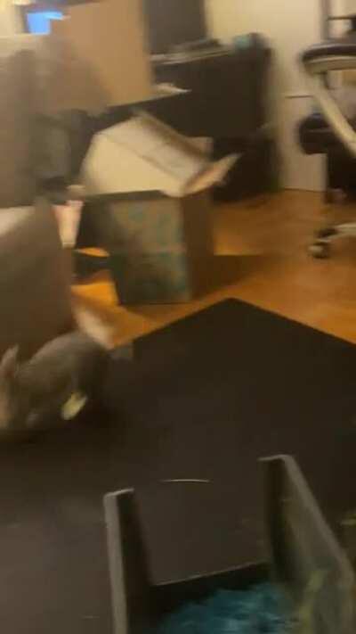 Not even 10wks old and Kyra is already making me dizzy. (Finally caught it on camera though 🥰)