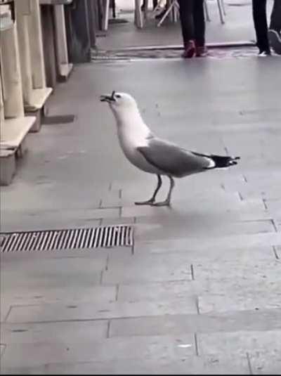 This seagull eating huge rat