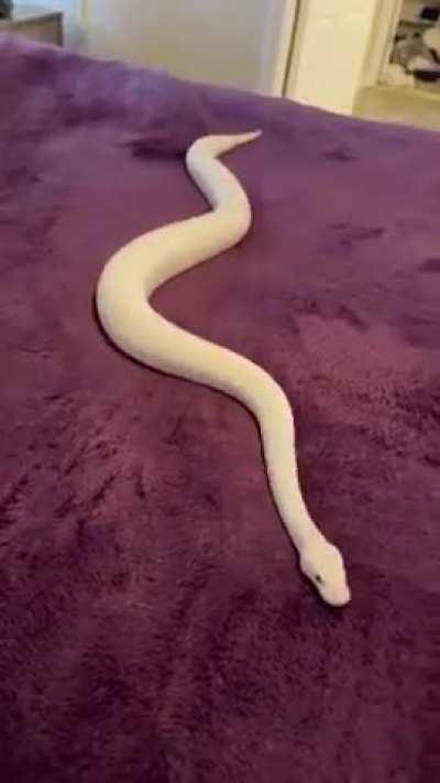 Snake just vibing on a plush blanket