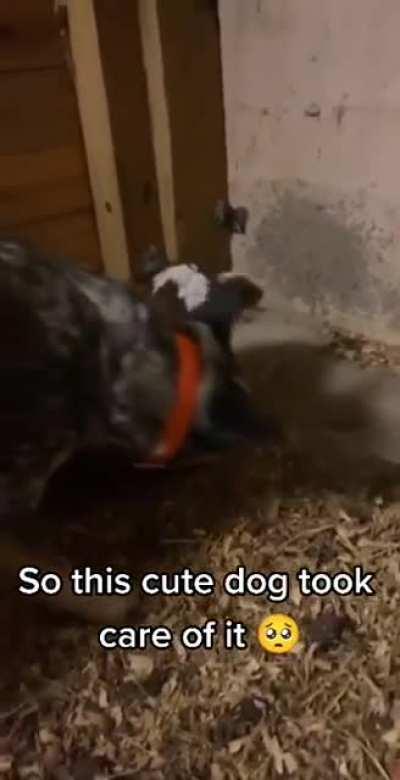 Heeler looking after a calf