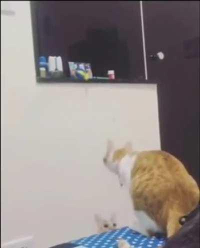 Her mom helps to get her favorite toy.