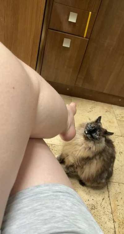 I was sat in the kitchen, my cat was being cute and nudging my foot so I started recording then this happened…